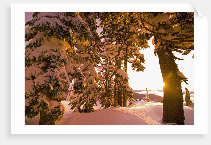 Snow-Covered Trees at Sunrise by Anonymous