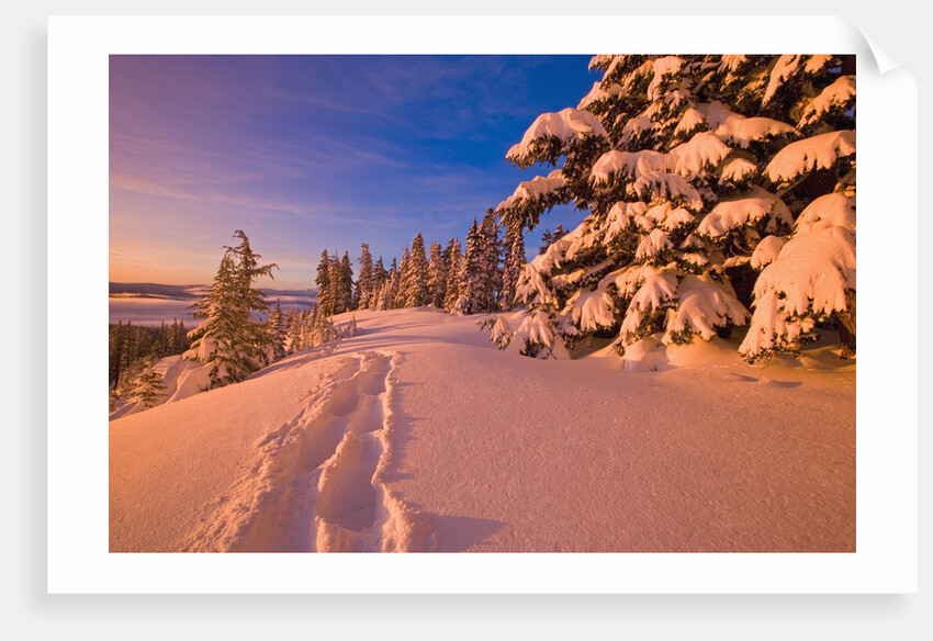 Snow-Covered Trees at Sunrise by Anonymous