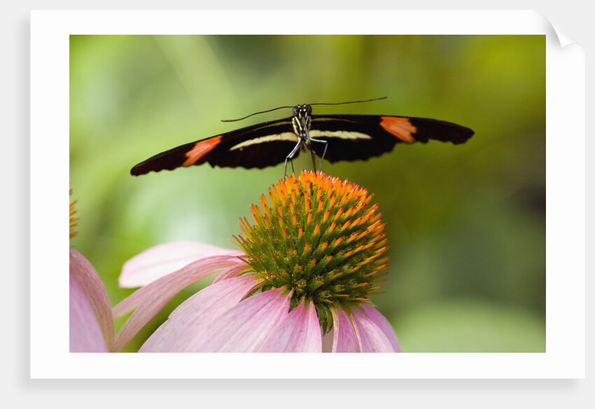 Small Postman Butterfly on Coneflower by Anonymous