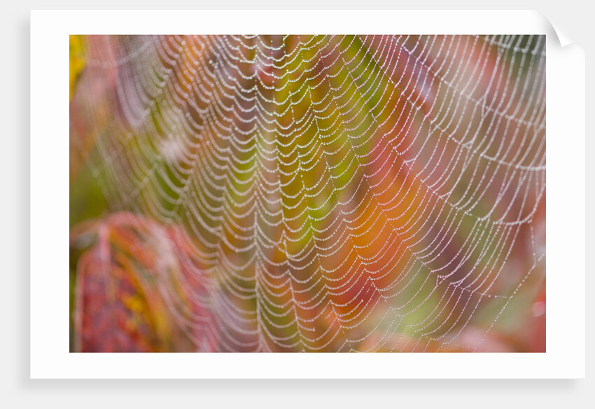 Dew on Spiderweb by Anonymous