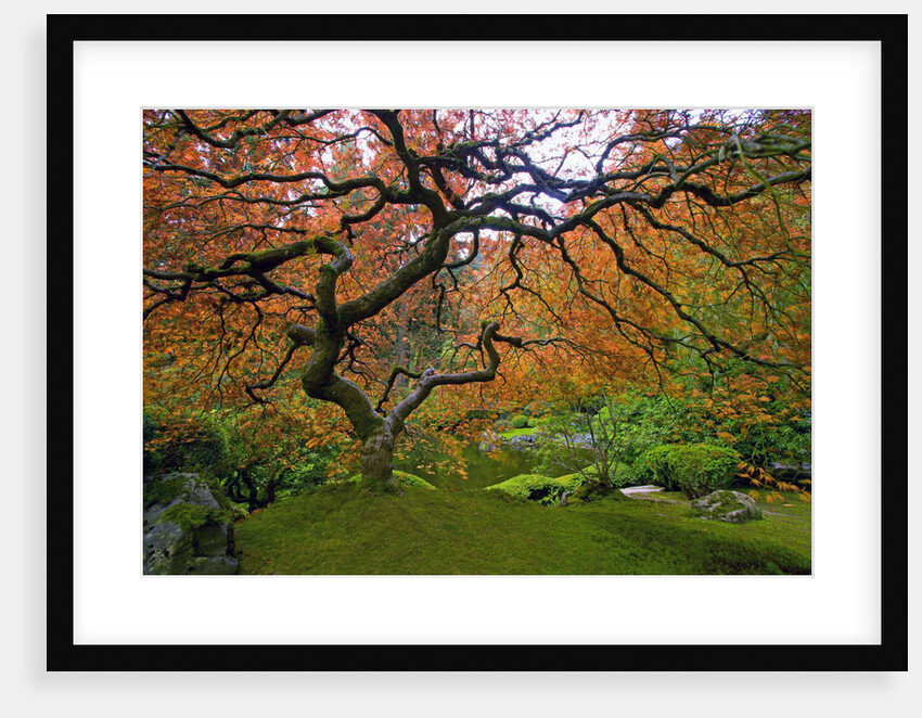 Japanese Maple in Fall by Anonymous