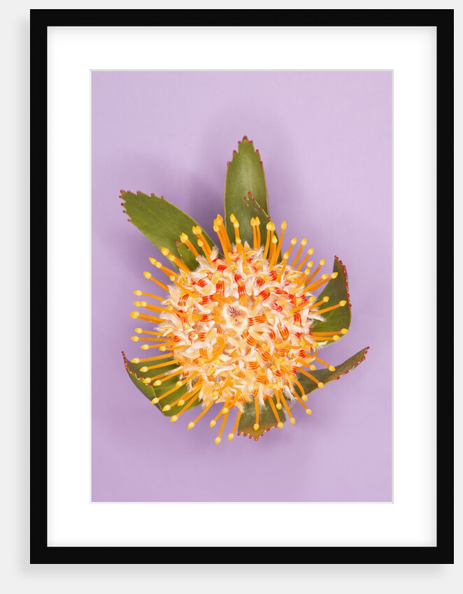 Protea Flower by Anonymous