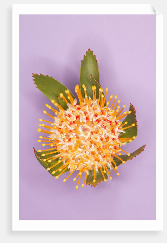 Protea Flower by Anonymous