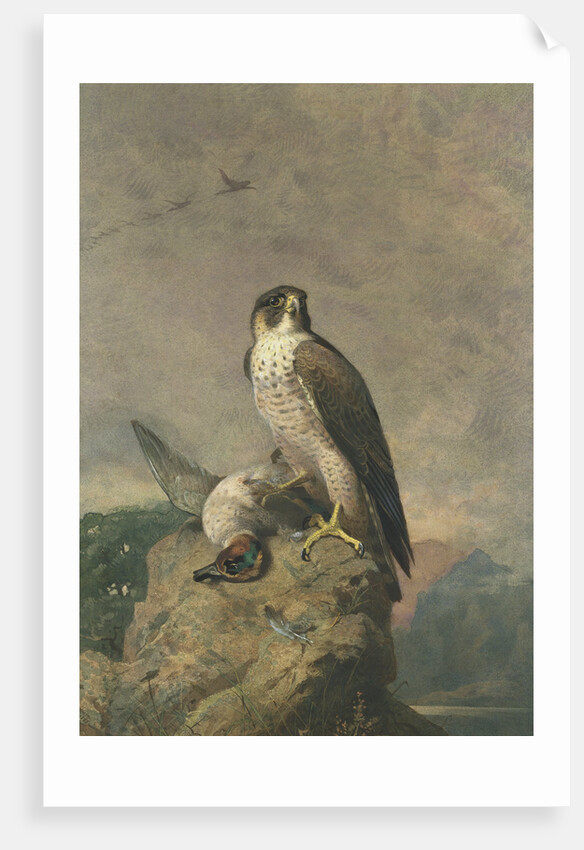 Peregrine and Teal by Archibald Thorburn