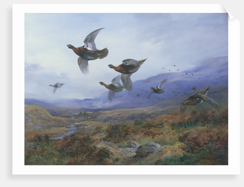 Grouse Taking Flight by Archibald Thorburn