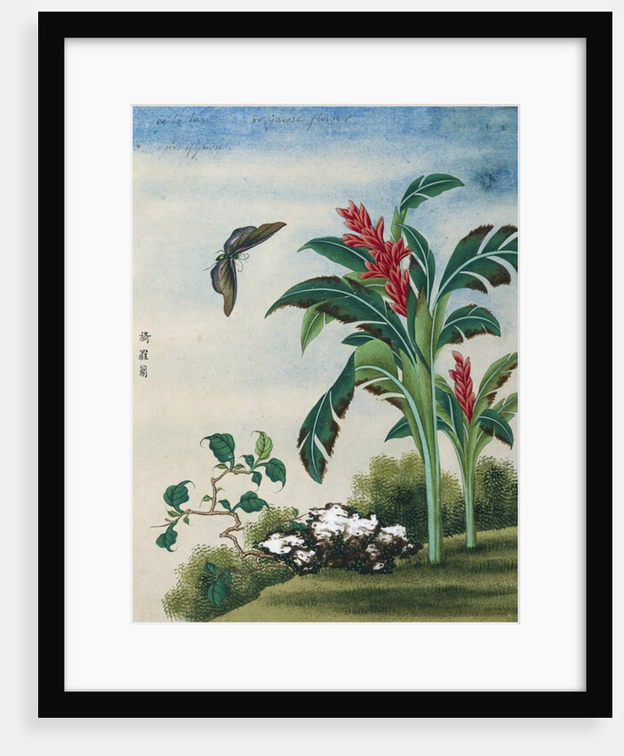 Chinese Watercolor of a Flowering Plant and a Butterfly by Anonymous