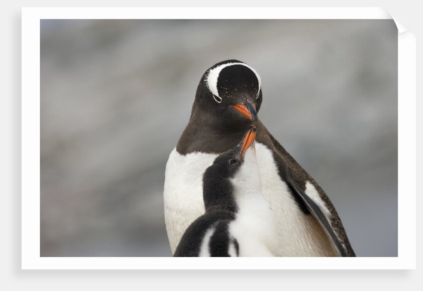 Gentoo Penguins by Anonymous
