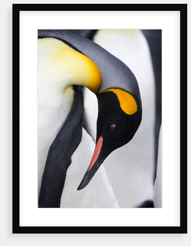 King Penguin by Anonymous