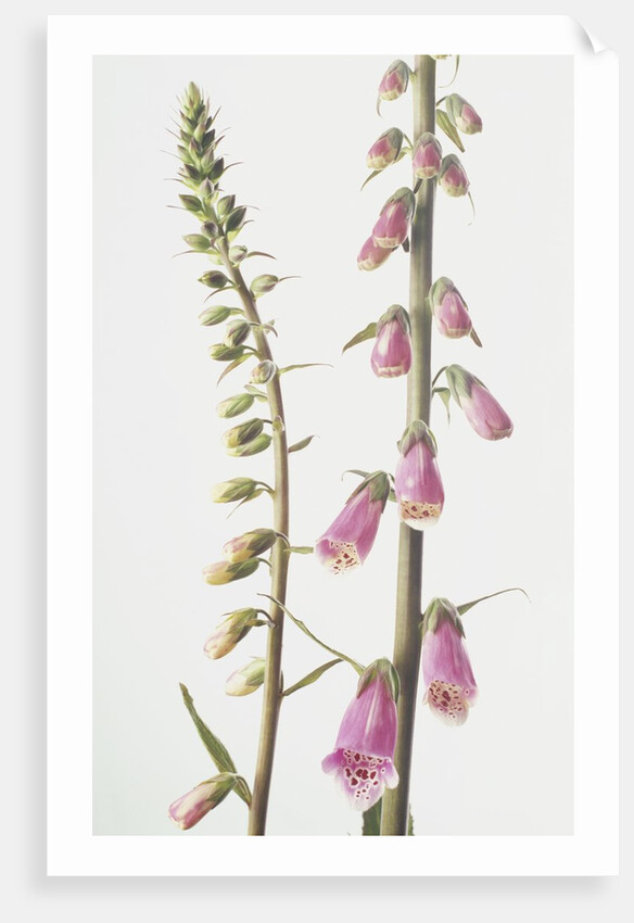 Lady's Glove by Anonymous