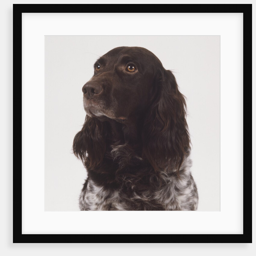 German Spaniel by Anonymous