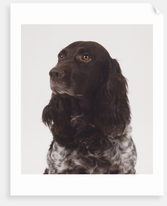 German Spaniel by Anonymous