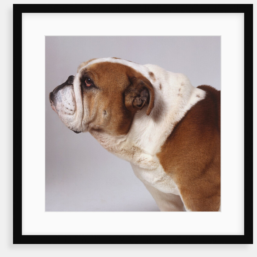 Bulldog by Anonymous