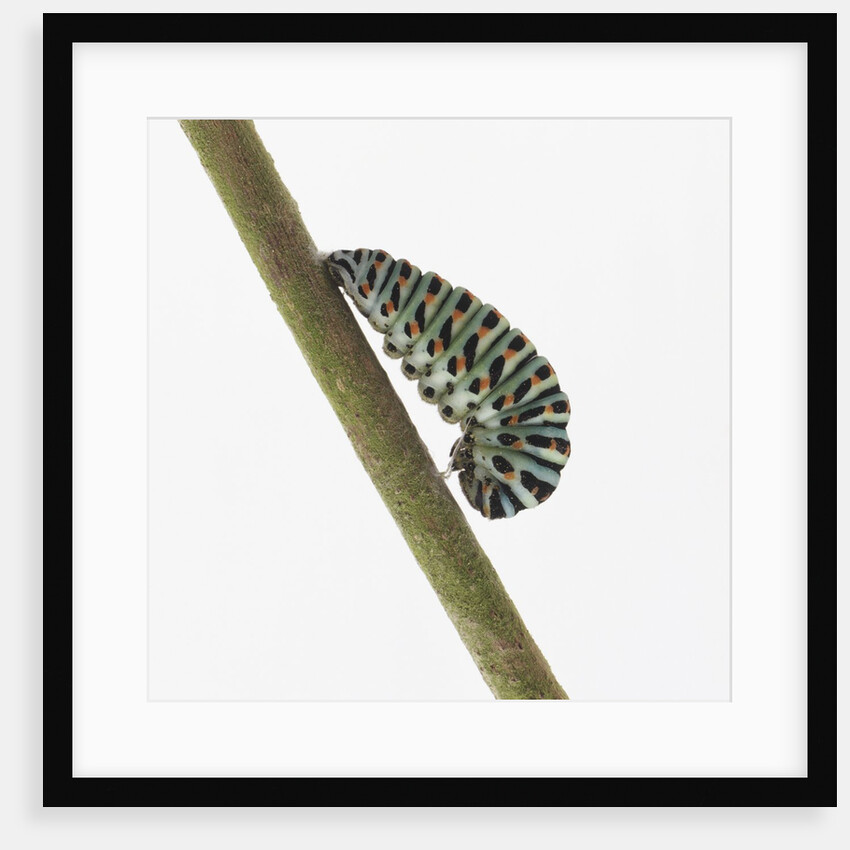 Caterpillar on Twig by Anonymous