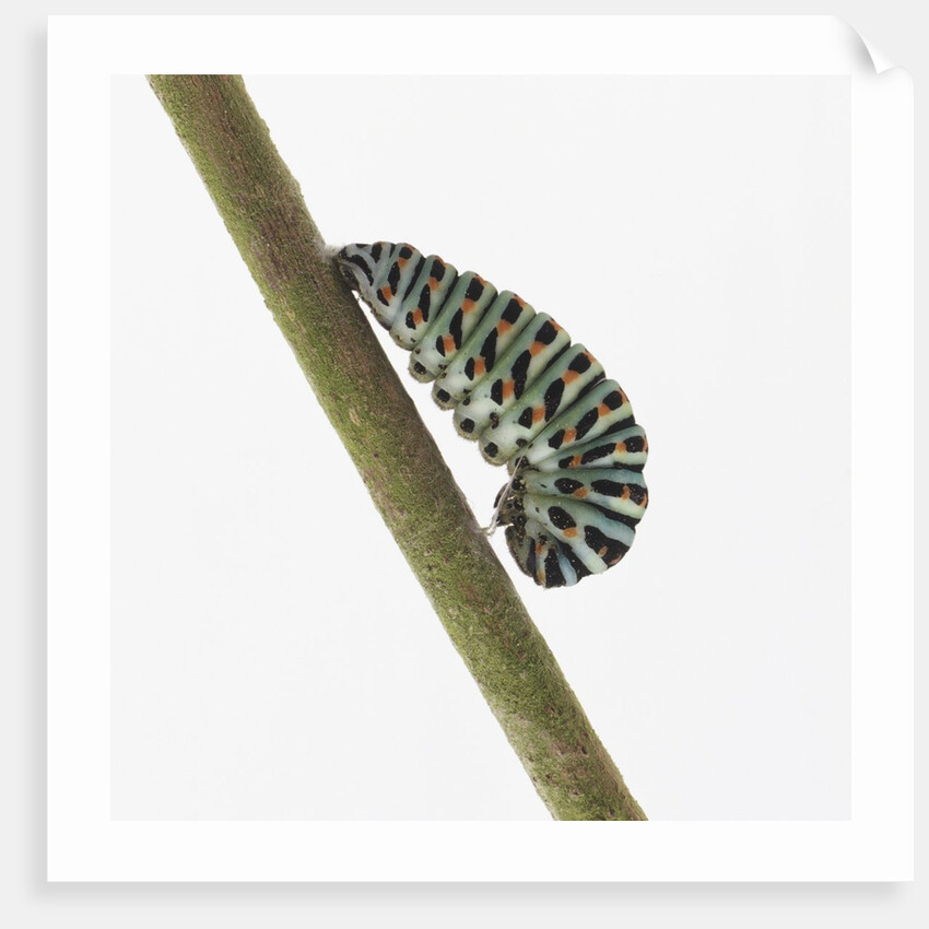 Caterpillar on Twig by Anonymous