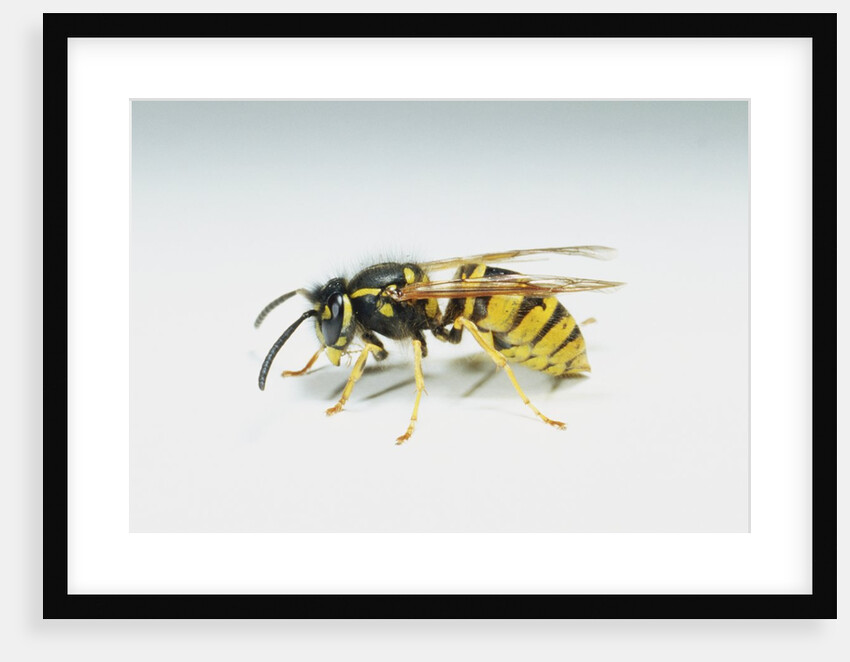 Wasp by Anonymous