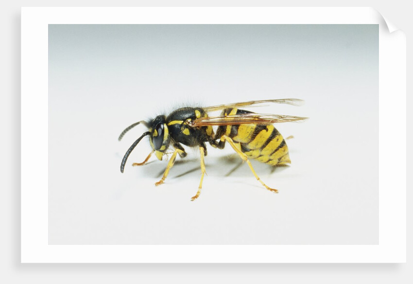 Wasp by Anonymous