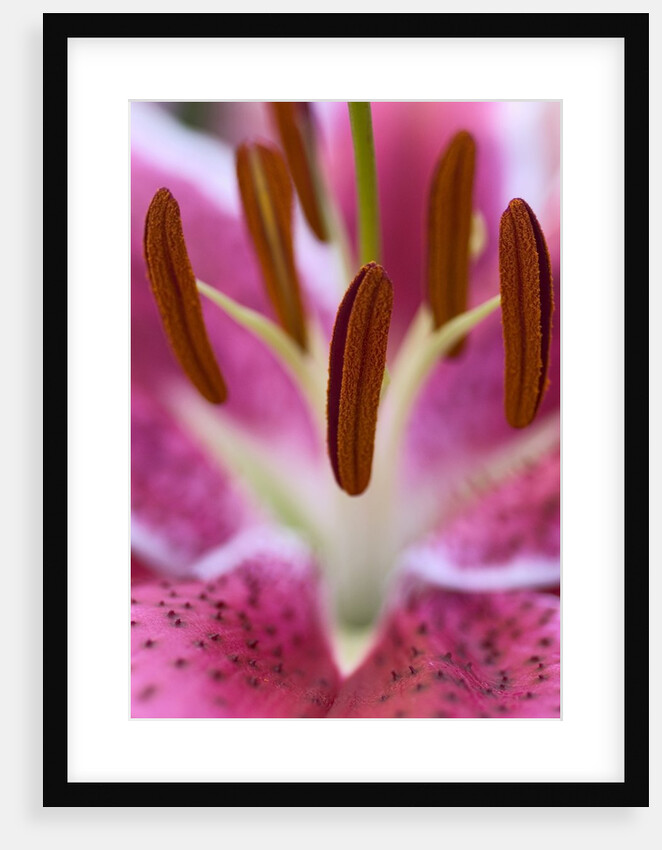 Close view of a pink Stargazer lily by Anonymous