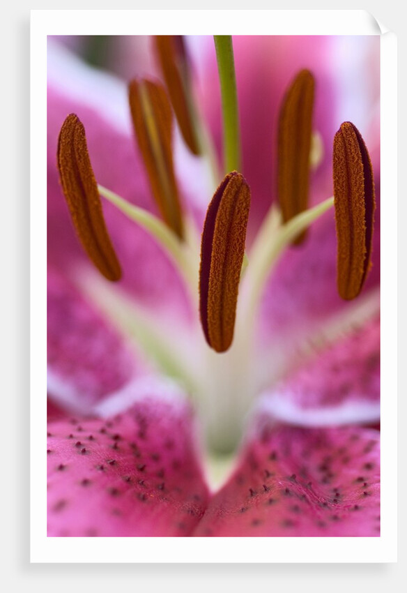 Close view of a pink Stargazer lily by Anonymous