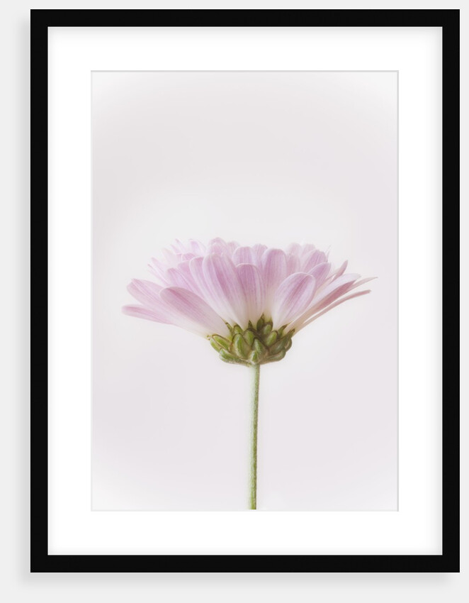 Flowers by Anonymous