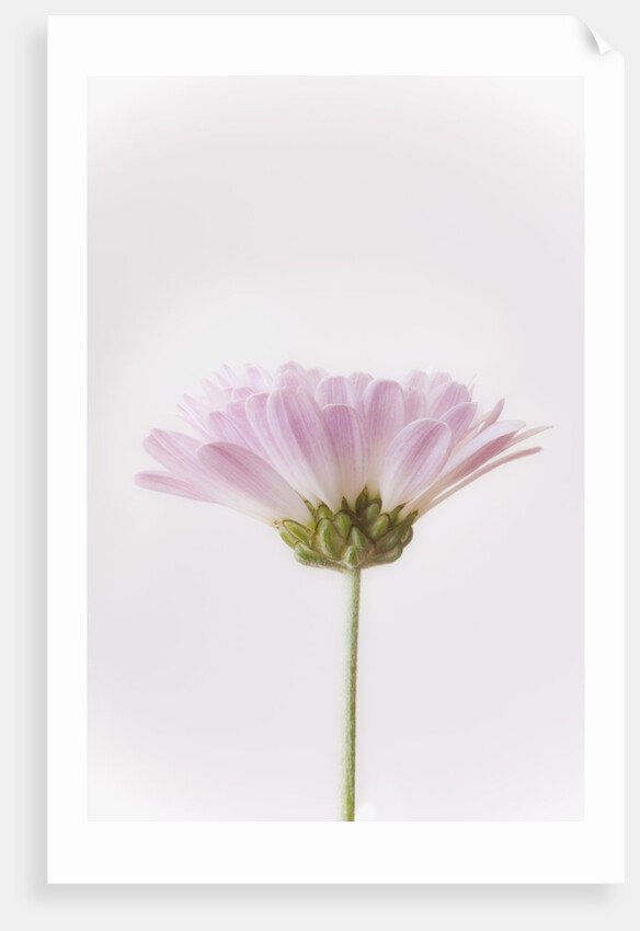 Flowers by Anonymous