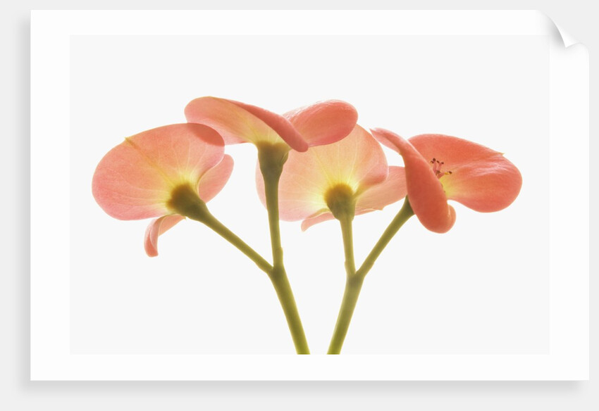 Flowers by Anonymous