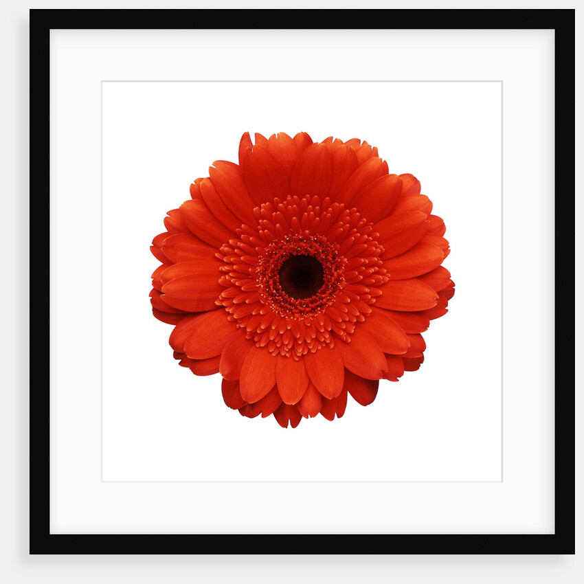 Intense Orange Gerbera Daisy by Anonymous