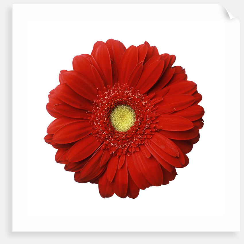 Red Gerbera Daisy by Anonymous