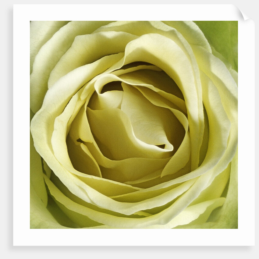 Yellow Rose by Anonymous