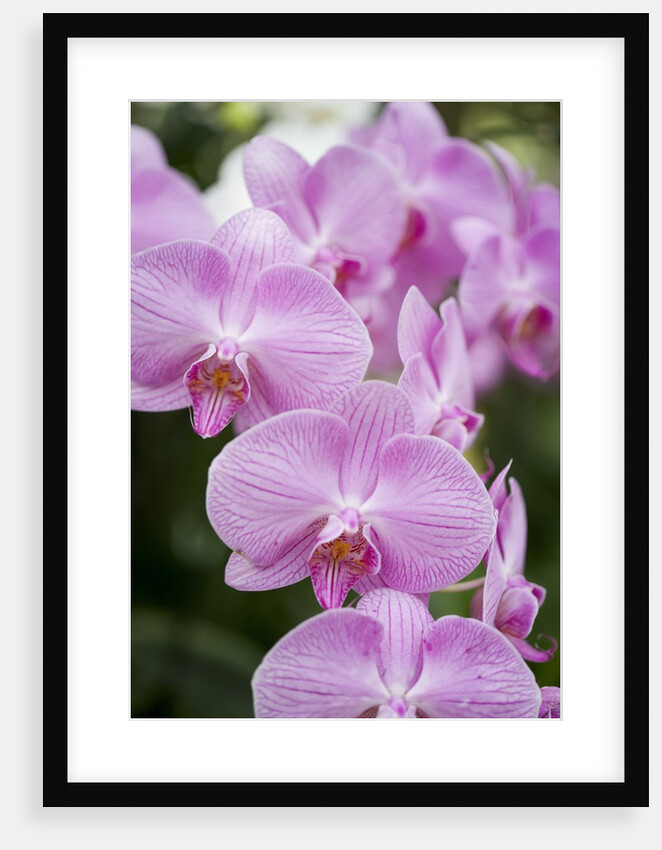 Rare, beautiful orchids bloom in a Florida garden by Anonymous