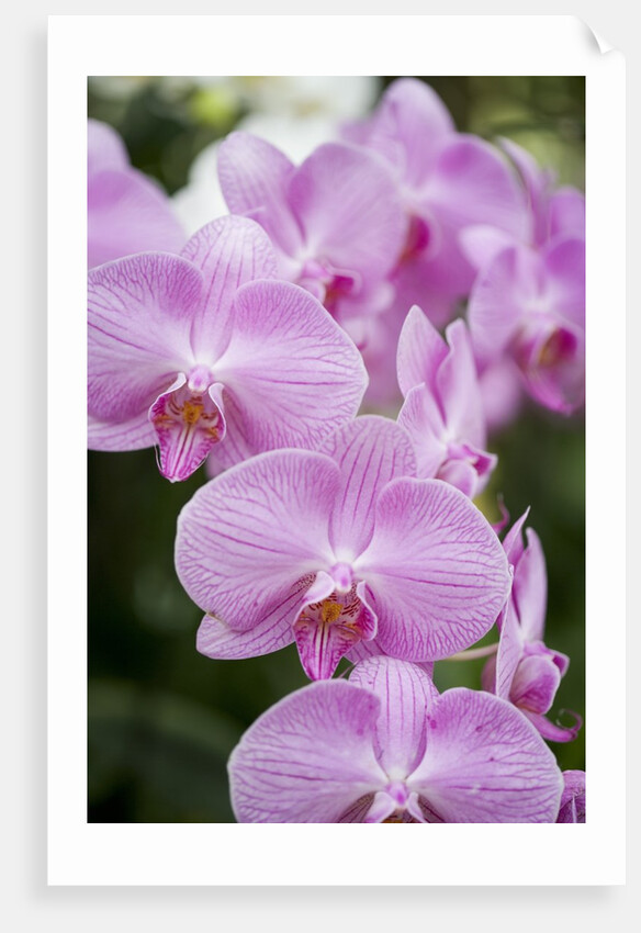 Rare, beautiful orchids bloom in a Florida garden by Anonymous