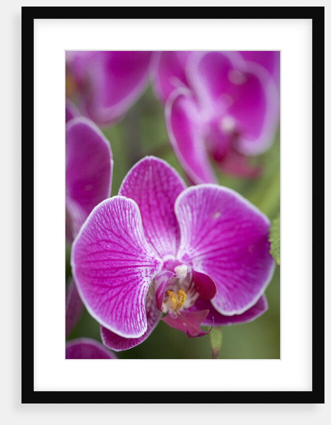 Rare, beautiful orchids bloom in a Florida garden by Anonymous