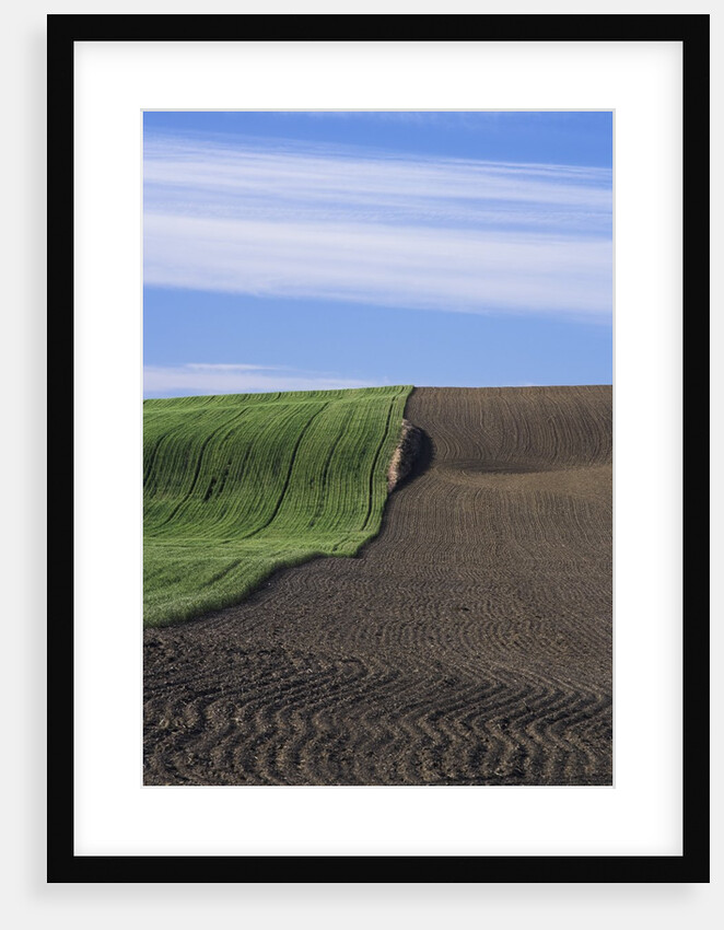 Wheat Field and Plowed Land by Anonymous