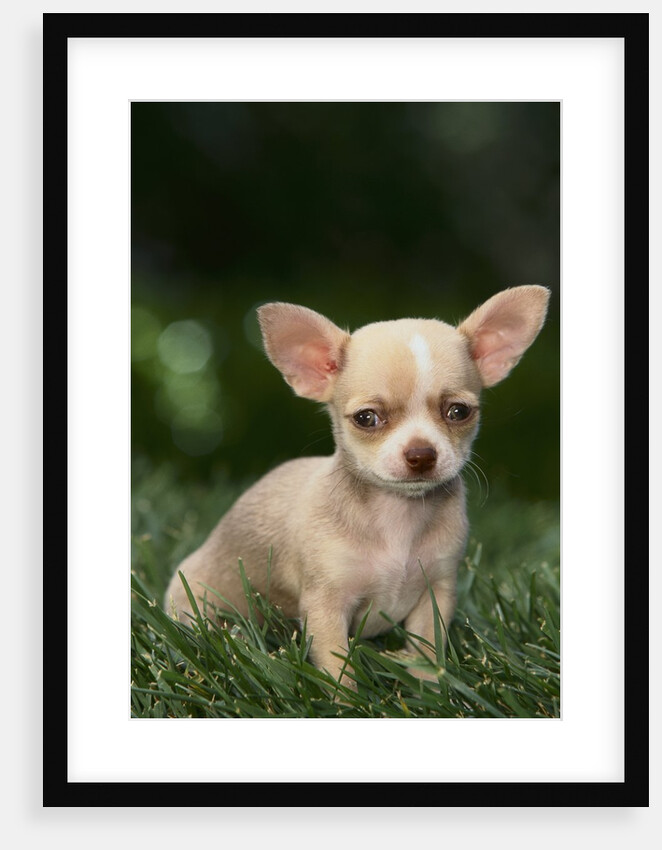 Chihuahua Puppy by Anonymous