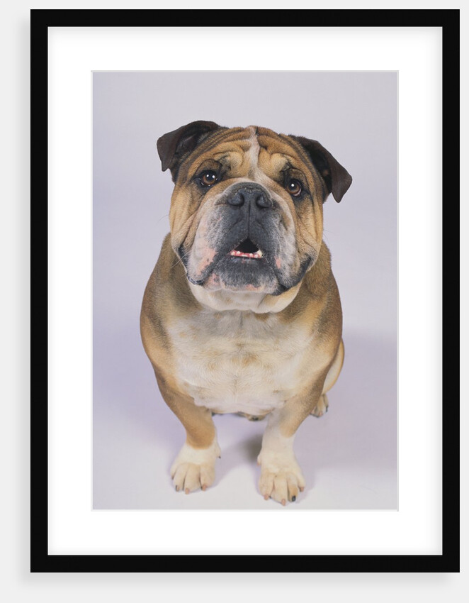 English Bulldog by Anonymous