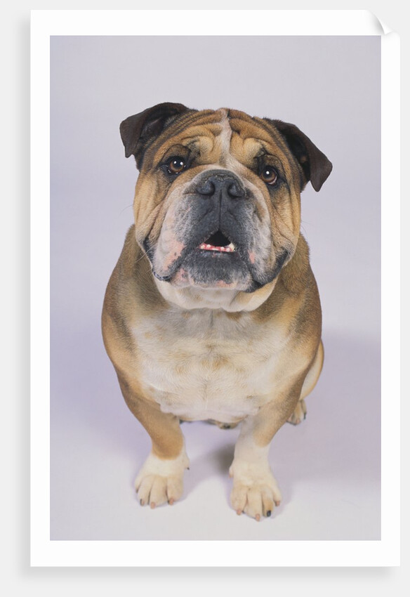 English Bulldog by Anonymous