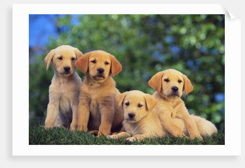 Puppies by Anonymous