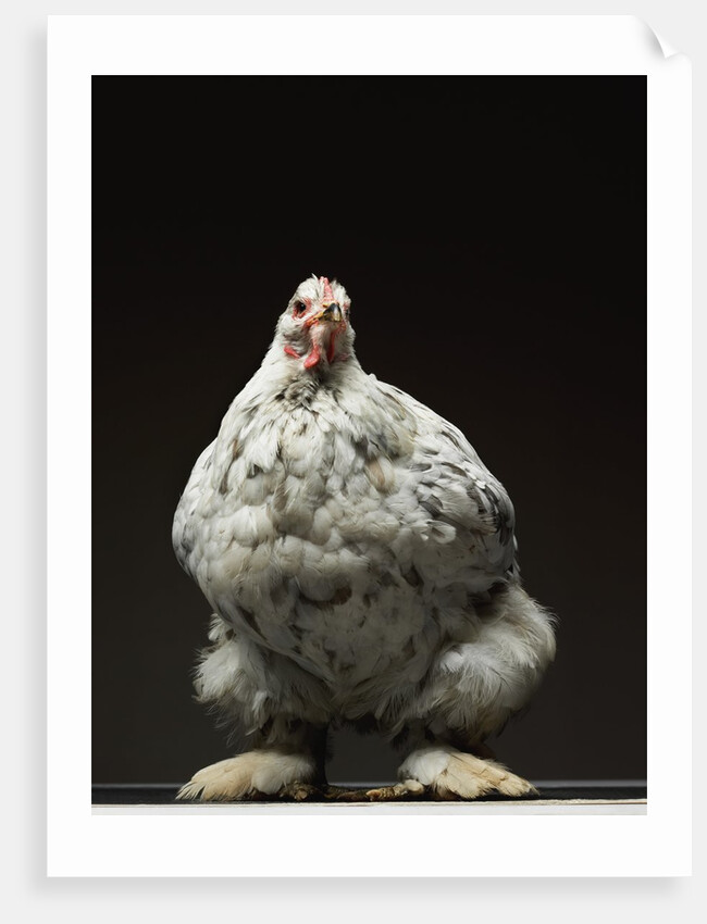 Chicken by Anonymous