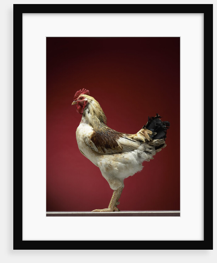 Rooster by Anonymous