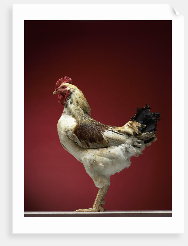 Rooster by Anonymous