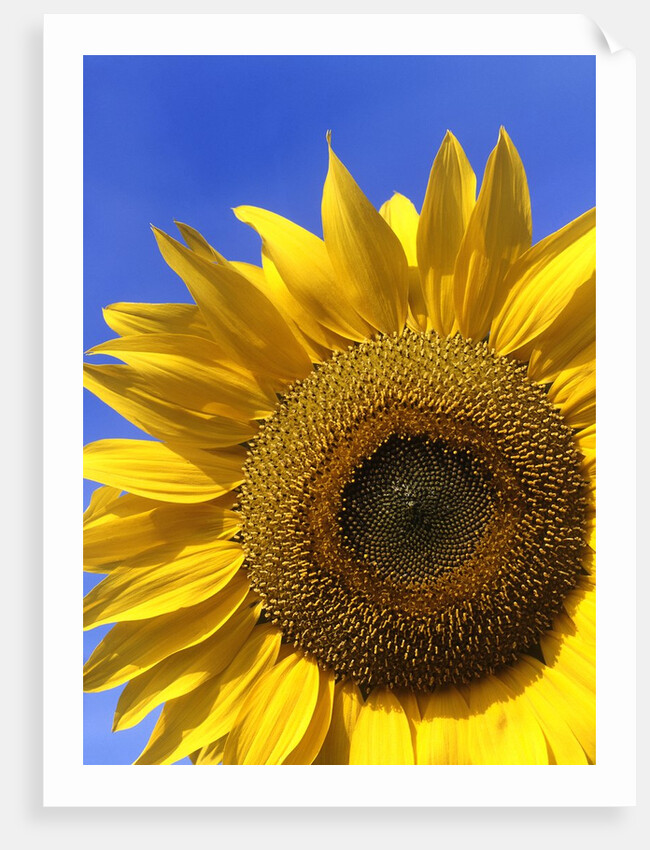 Front view of a beautiful sunflower by Anonymous