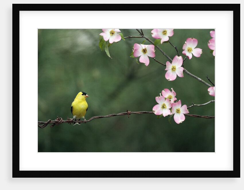 American Goldfinch Perching on Barbed Wire by Anonymous
