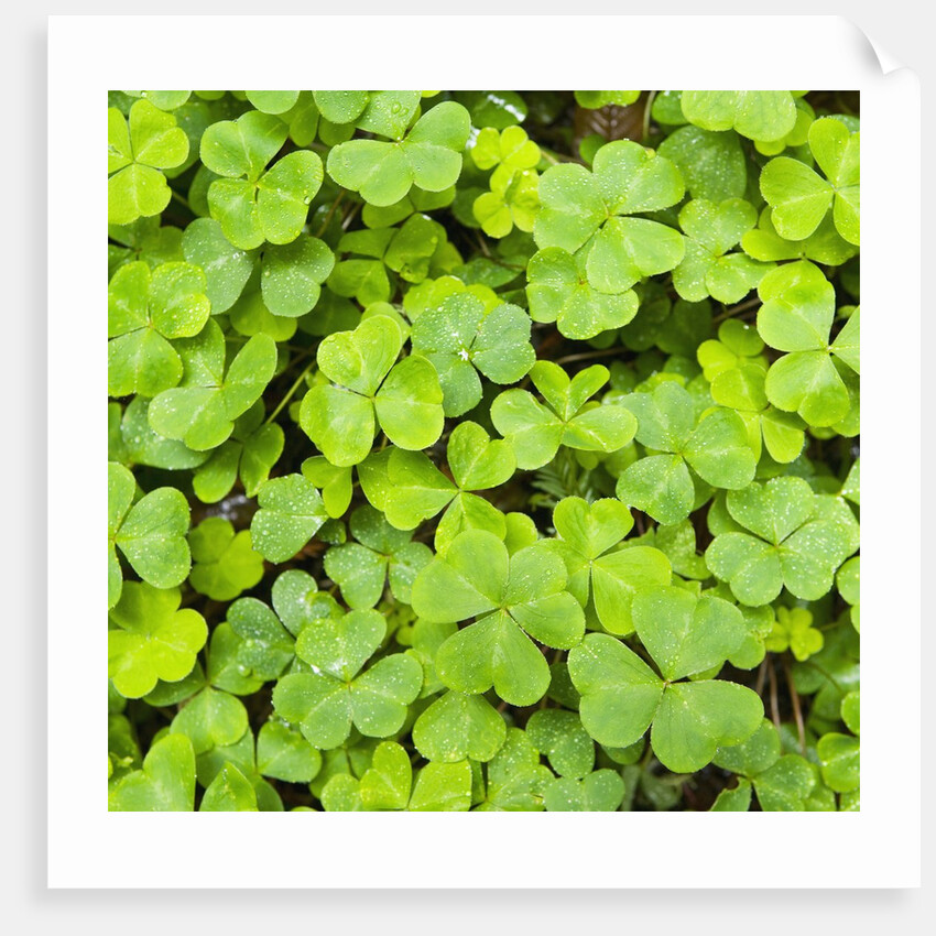 Clover by Anonymous