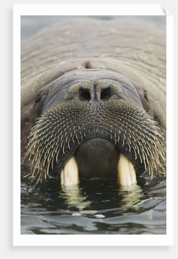 Walrus Looking Straight Ahead by Anonymous