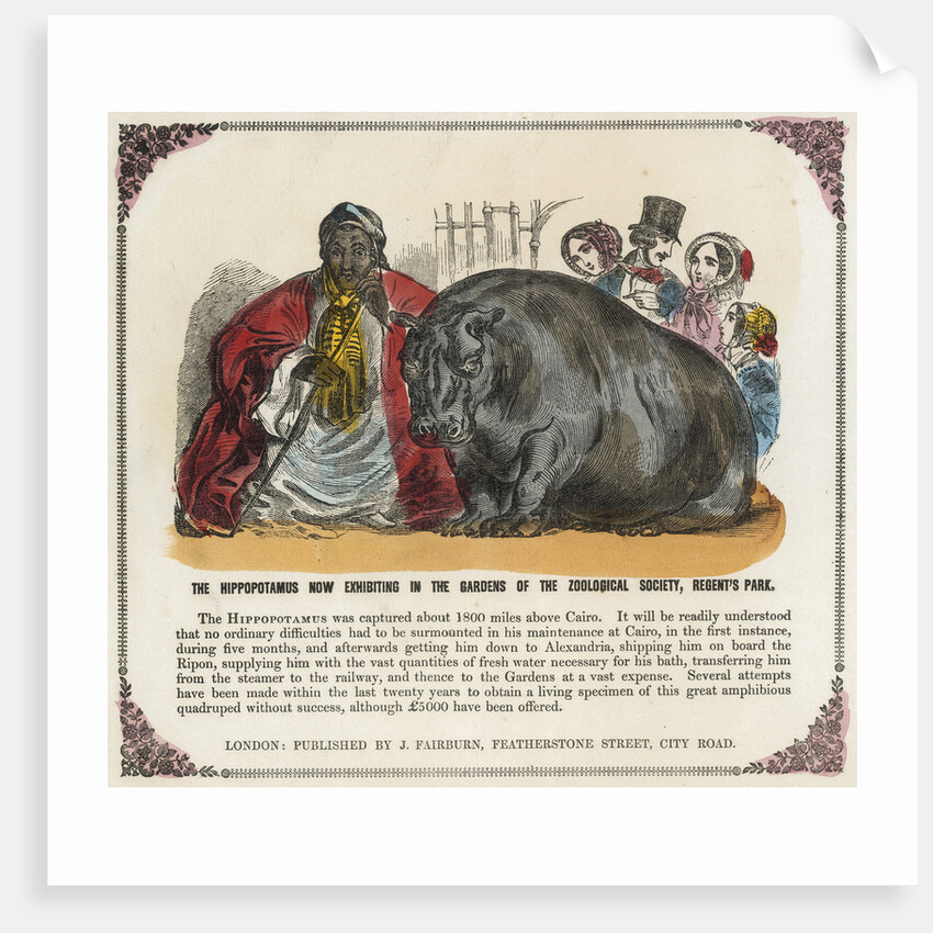 The Hippopotamus Now Exhibiting in the Gardens of the Zoological Society Print by Anonymous