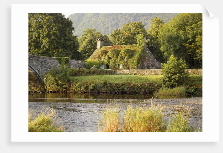 Vine-Covered Stone Cottage Near River Conwy by Anonymous