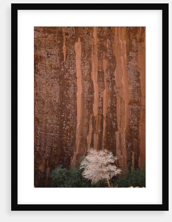 Chokecherry Tree Against Red Canyon Wall by Anonymous
