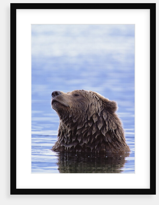 A Brown Bear Emerges from a Lake by Anonymous