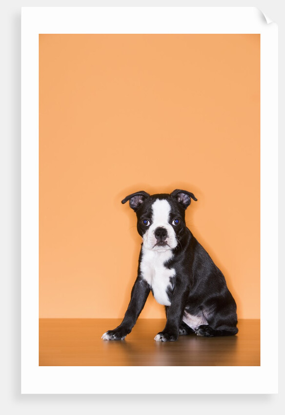 Boston Terrier Puppy by Anonymous