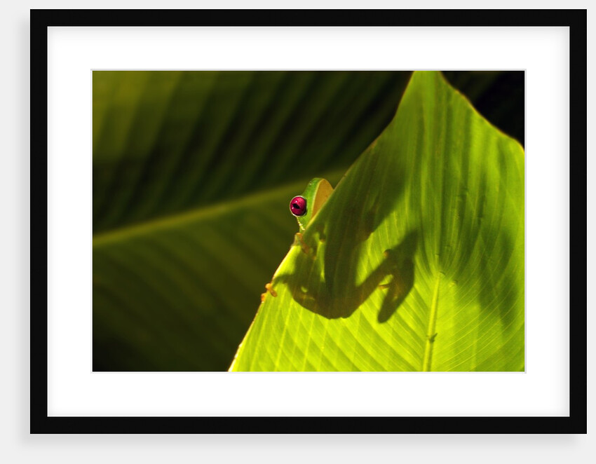 Red-eyed Tree Frog on Leaf by Anonymous
