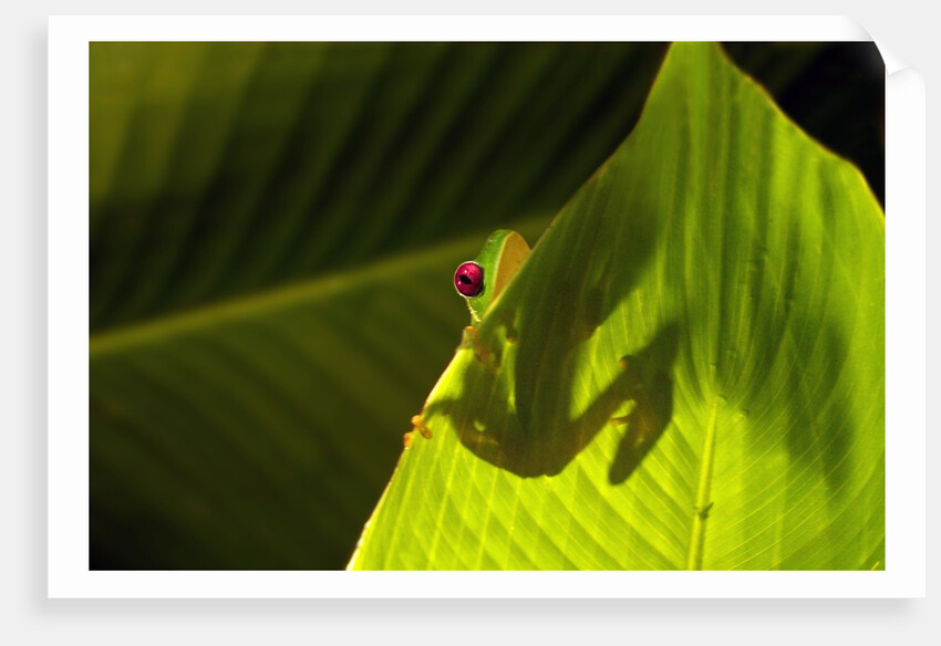 Red-eyed Tree Frog on Leaf by Anonymous